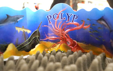 WB-11-2019-Nr-976-Polyp