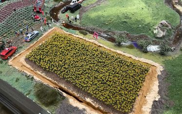 Wb 05 kw 06 2023 n 1163 sonnenblumen