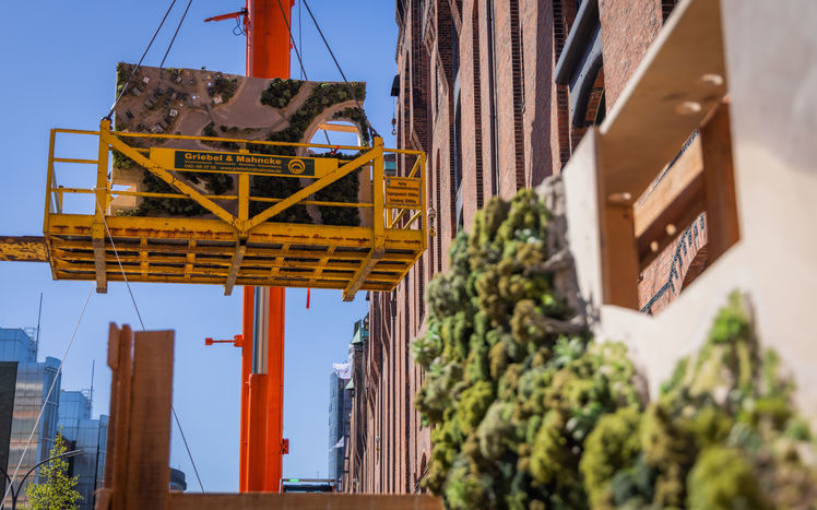 Regenwald Anlieferung 38