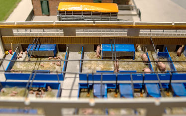 Sonderausstellung sauwohl diorama4 ferkel