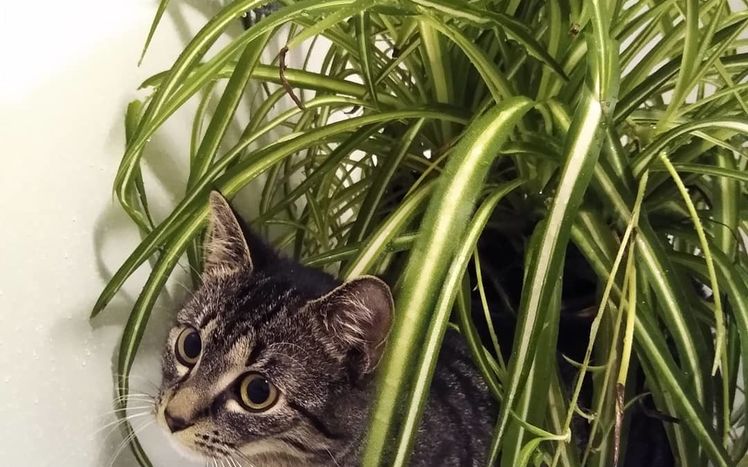 91316579 197619324870248 9168492967860294044 n