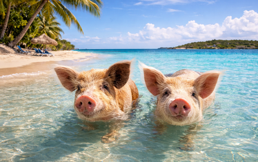 Karibik bahamas schwimmende schweine