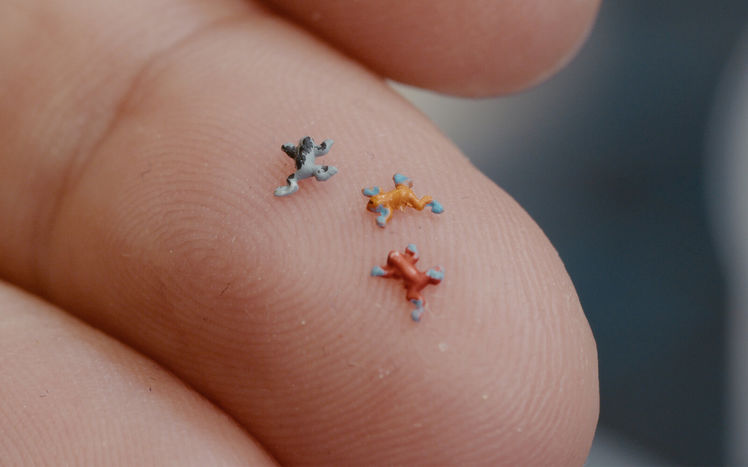 Regenwald bau pilar froesche detail