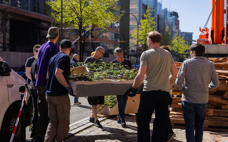Regenwald anlieferung 12