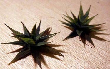 Wb 9  Kw5 2003  Nr  118