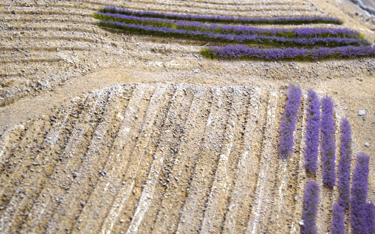 Wb 08 2018 Nr 953 Lavendel