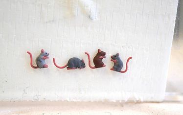 Wb 07 Kw 04 2018 Nr 900 Ratten