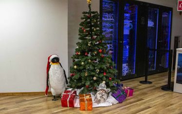 Wb 08 kw 48 2021 n 1101 weihnachtsdeko