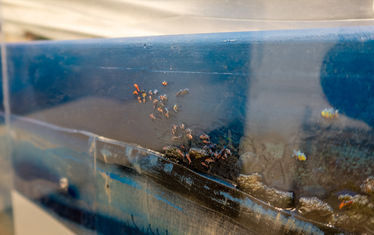 Wb 02 kw 36 2023 n 1193 monaco