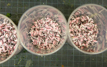 Wb 08 kw 31 2024 n 1240 flamingos