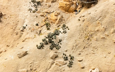 Wb 02 kw 01 2026 n 1314 atacama