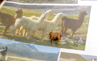 Wb 06 kw 02 2026 n 1315 llama